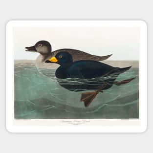 American Scoter Duck from Birds of America (1827) Sticker